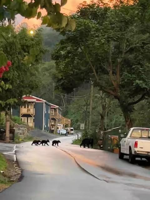 Bears Abound Aparthotel Gatlinburg Ngoại thất bức ảnh